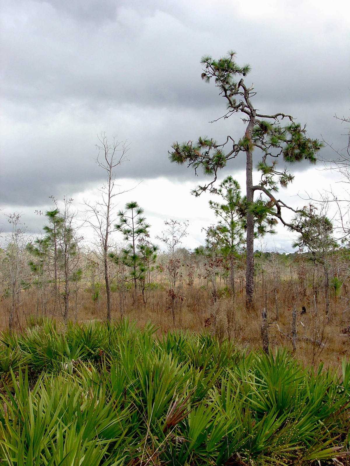 Ft Stewart Georgia Habitat